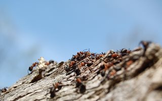 Maurene marsjerer oppover